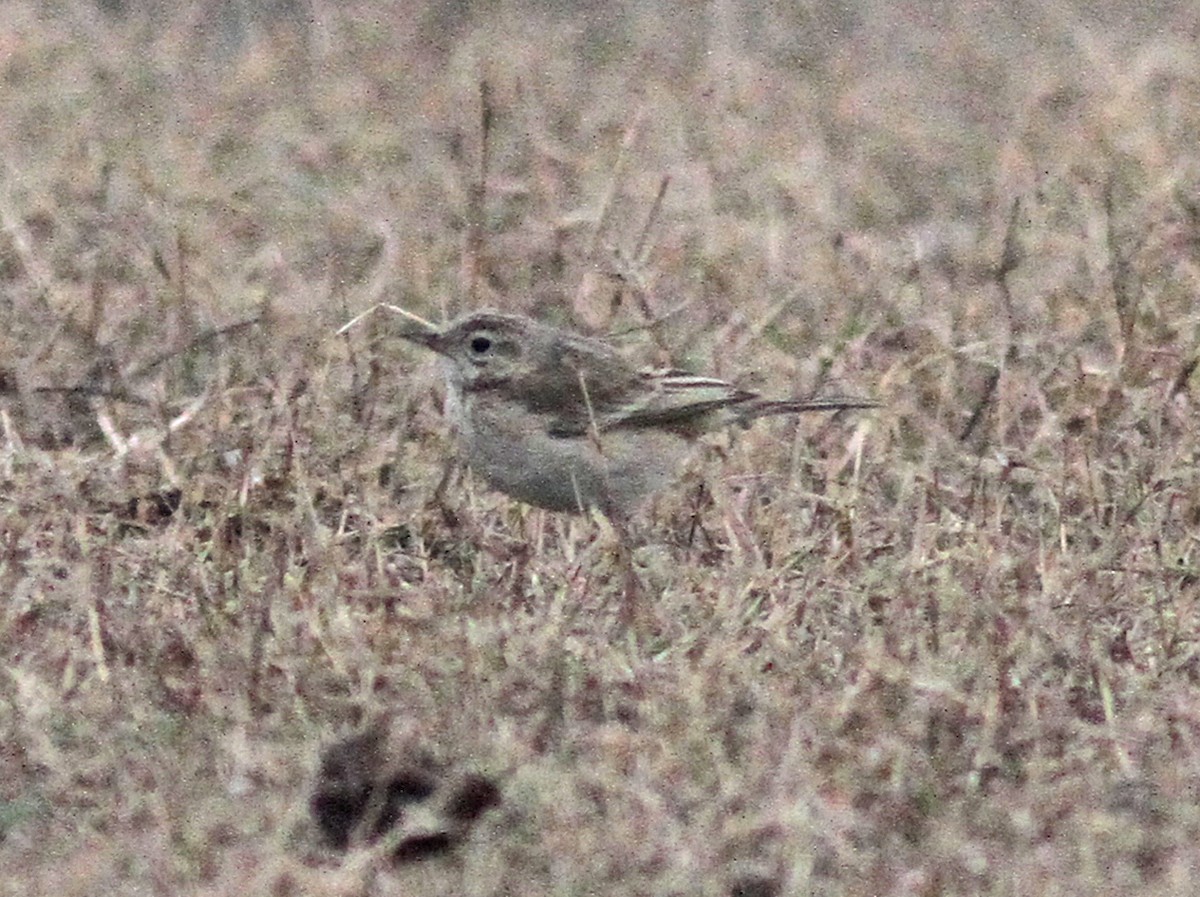 Paddyfield Pipit - ML139964251