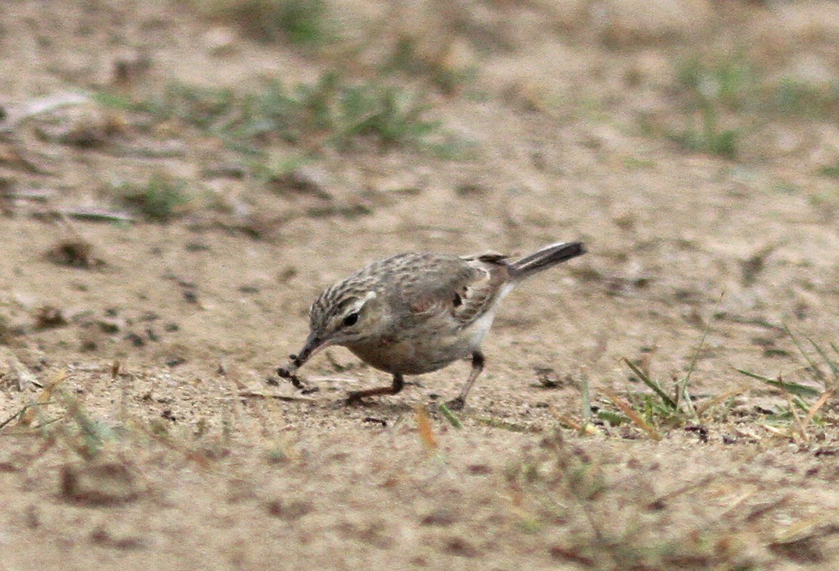 Bisbita Campestre - ML139964351