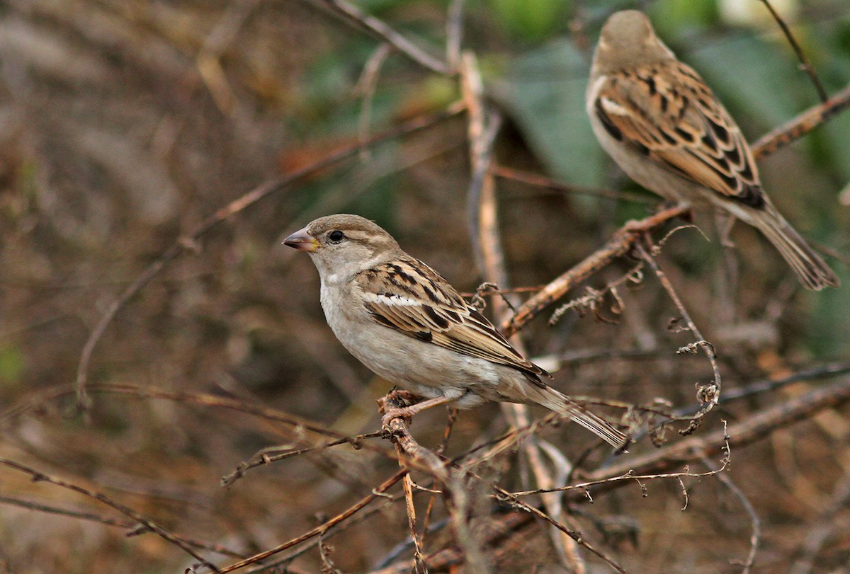 House Sparrow - ML139964411