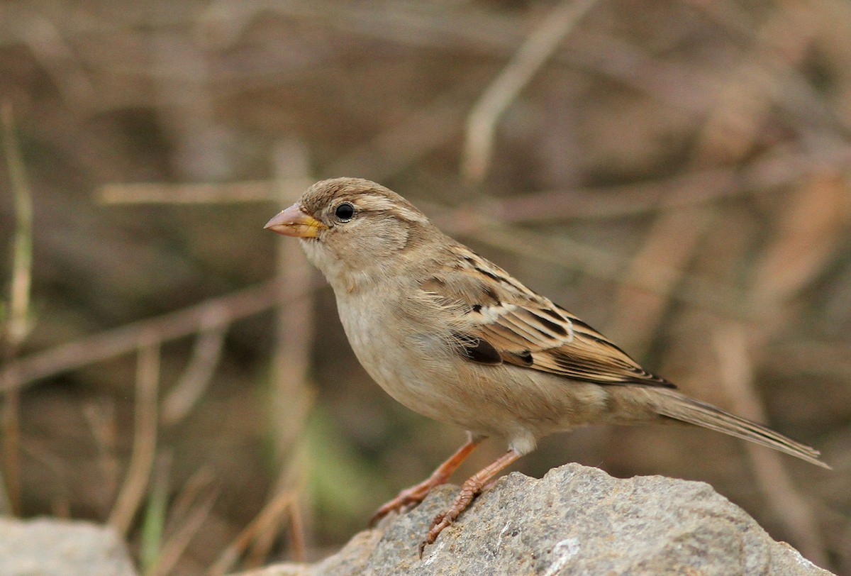 House Sparrow - ML139964451