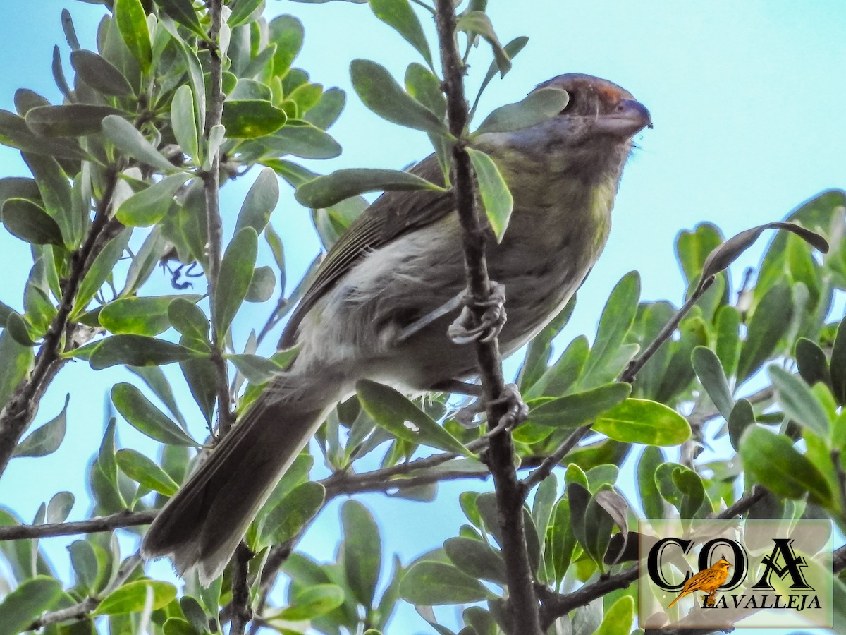 Rufous-browed Peppershrike - ML139965181