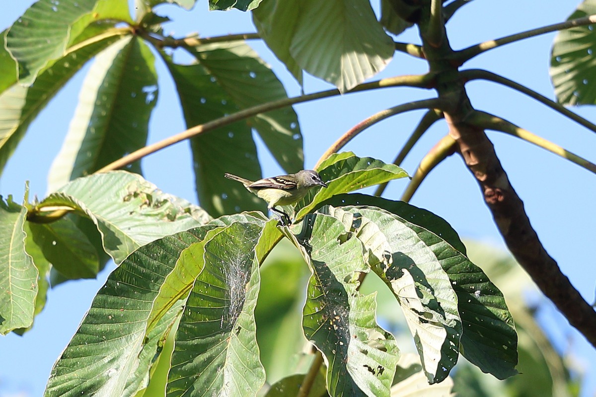 White-lored Tyrannulet - ML139967821