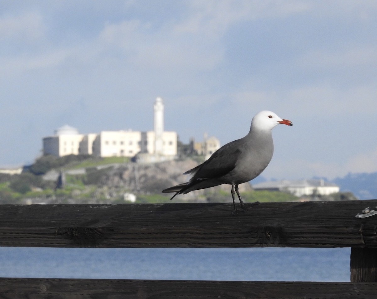 Heermann's Gull - Jeff Bartosik