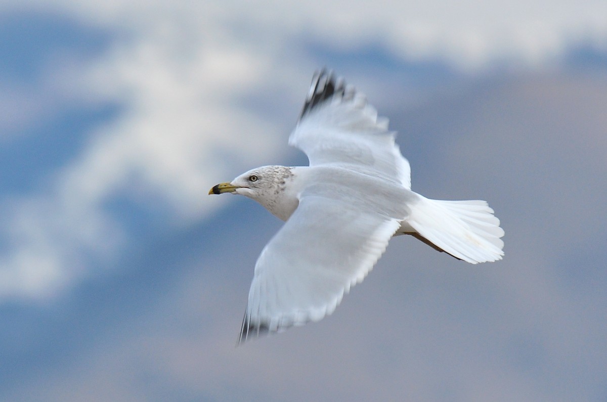 Ring-billed Gull - ML139968621