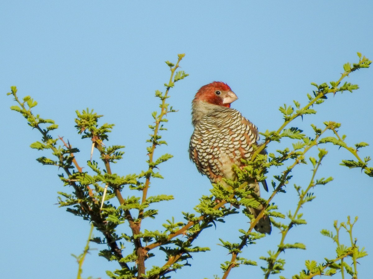 Red-headed Finch - ML139968981