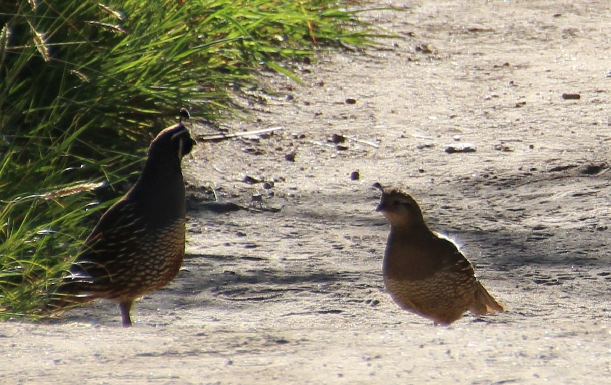 California Quail - ML139969121