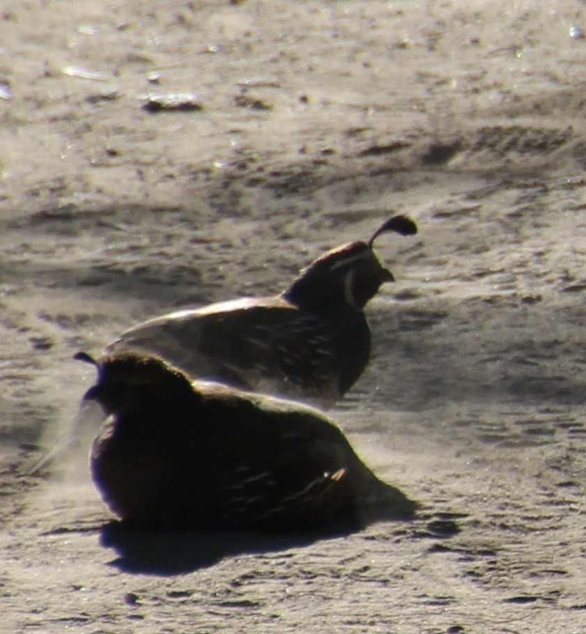 California Quail - ML139969141