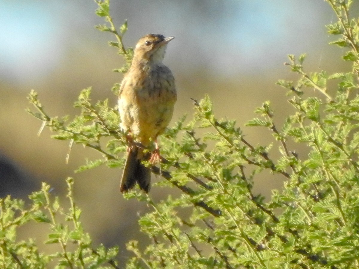 Pipit africain - ML139969151