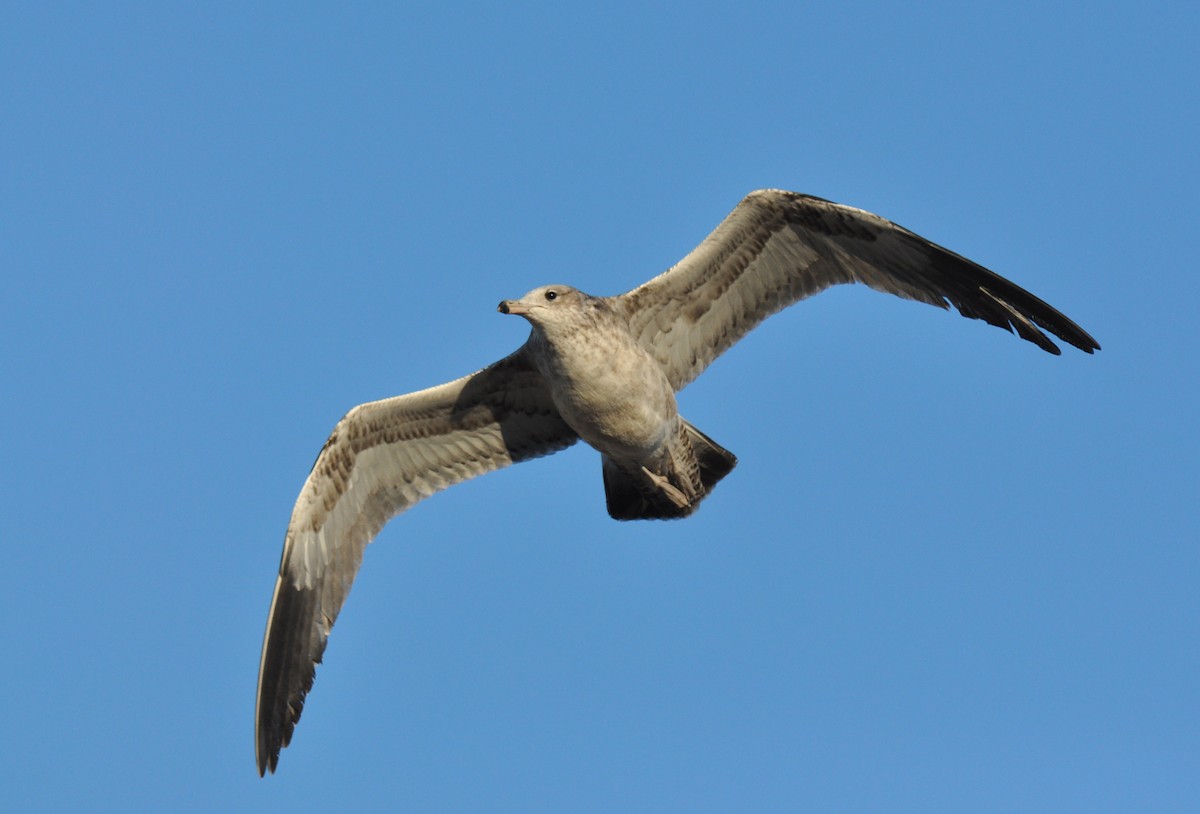 California Gull - Ryan O'Donnell