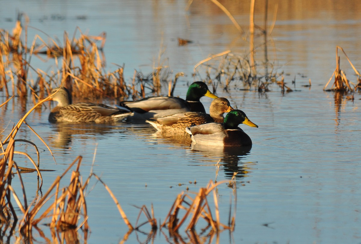 Canard colvert - ML139969391