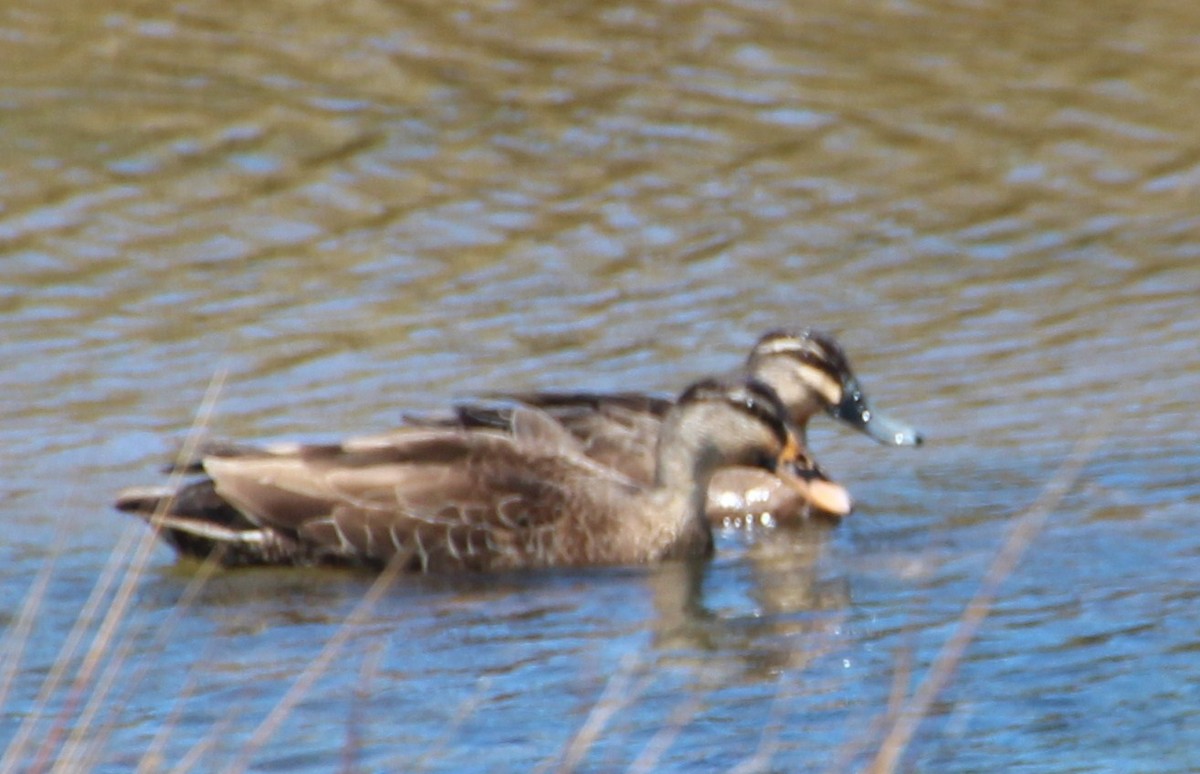 Mallard x Pacific Black Duck (hybrid) - ML139969401