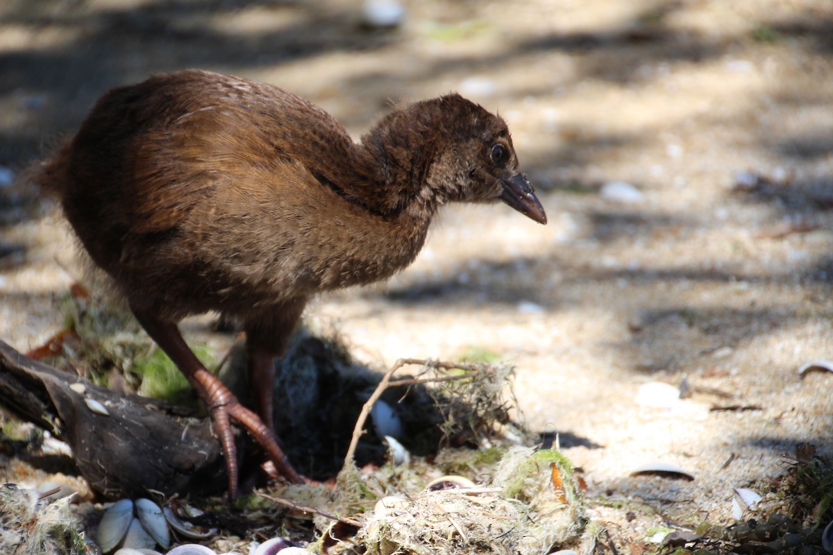 Rascón Weka - ML139969601