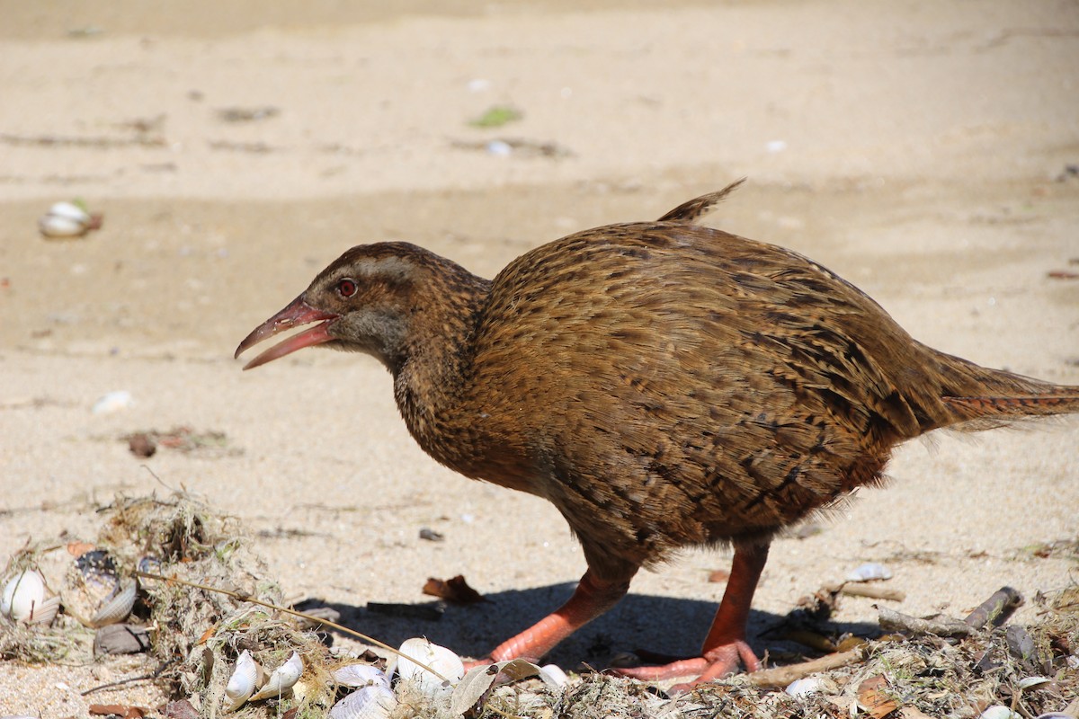 Rascón Weka - ML139969821