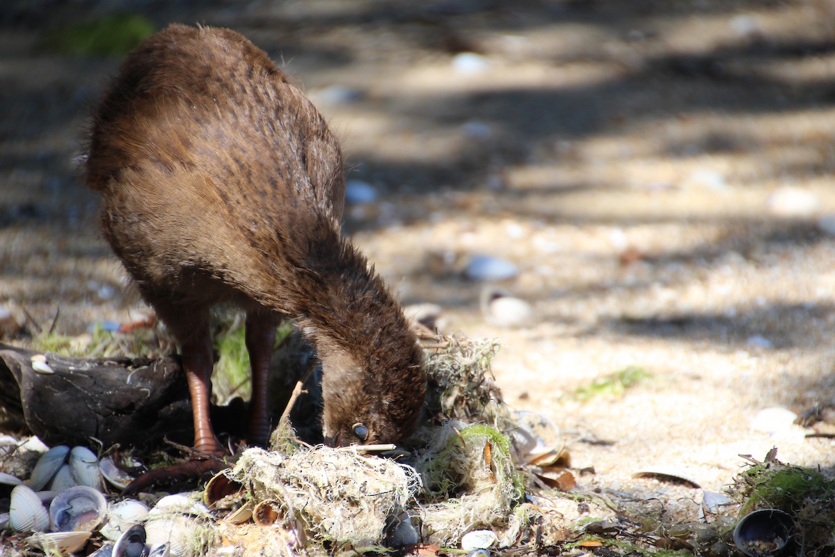 Rascón Weka - ML139969841