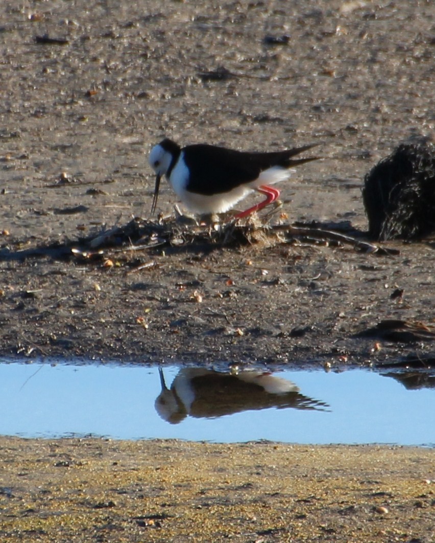 Pied Stilt - ML139969871