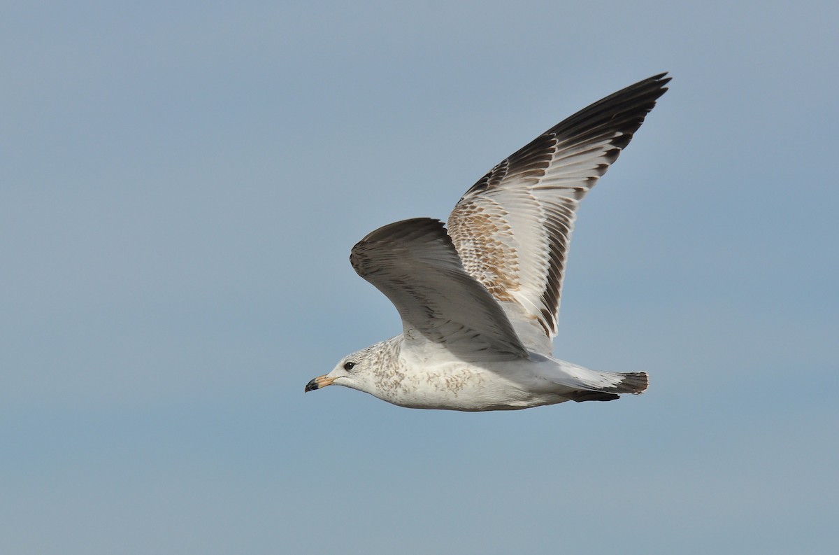 Ring-billed Gull - ML139969881