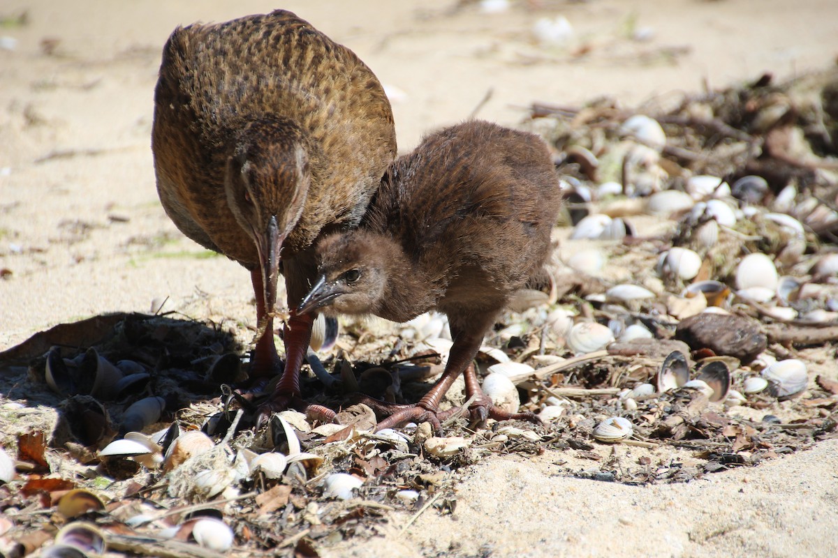 Rascón Weka - ML139969901