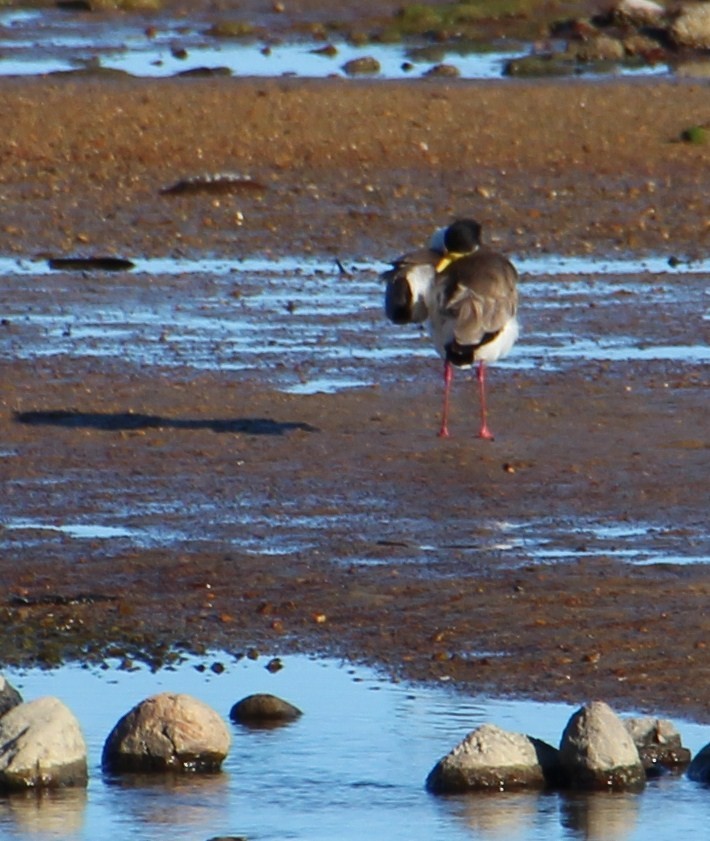 Masked Lapwing - ML139970191