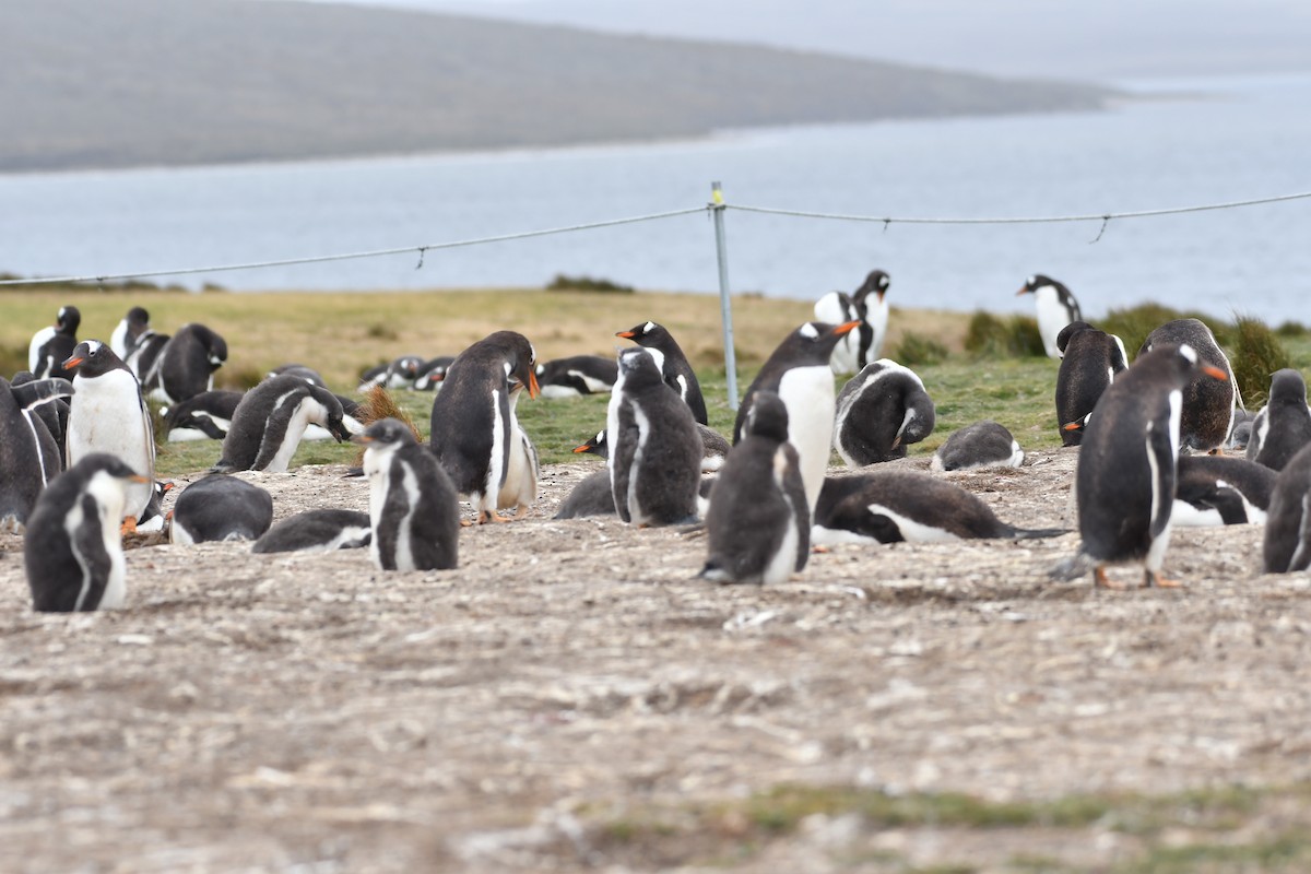 Gentoo Penguin - ML139970671