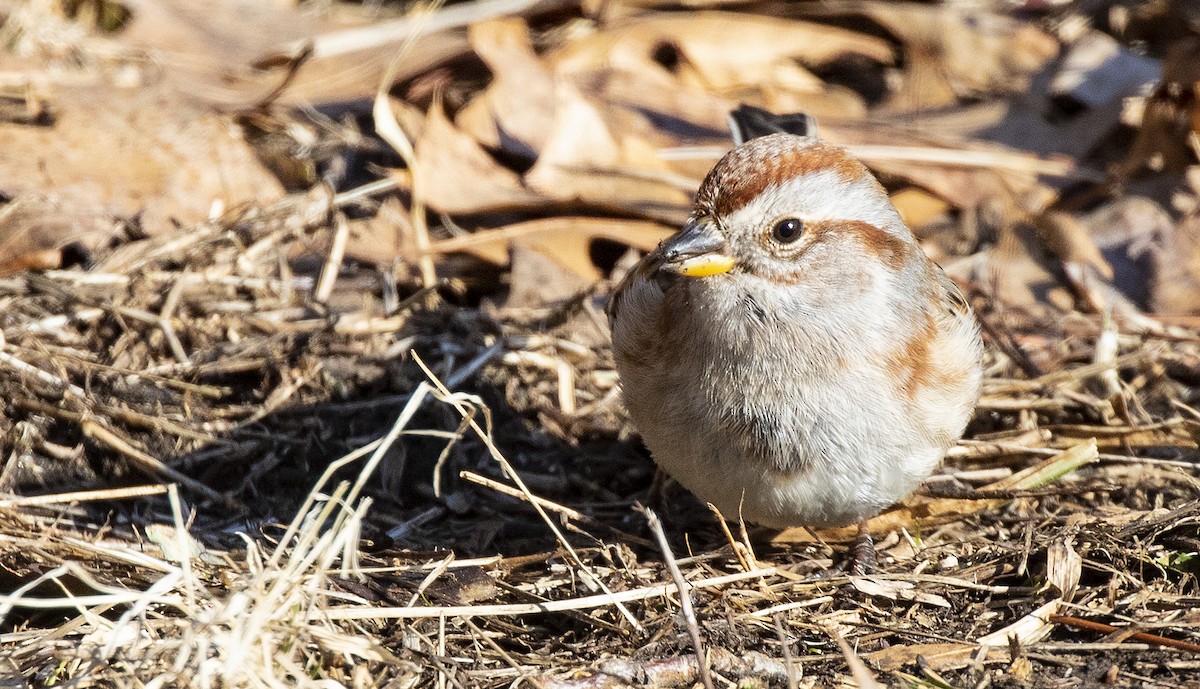 American Tree Sparrow - ML139970701