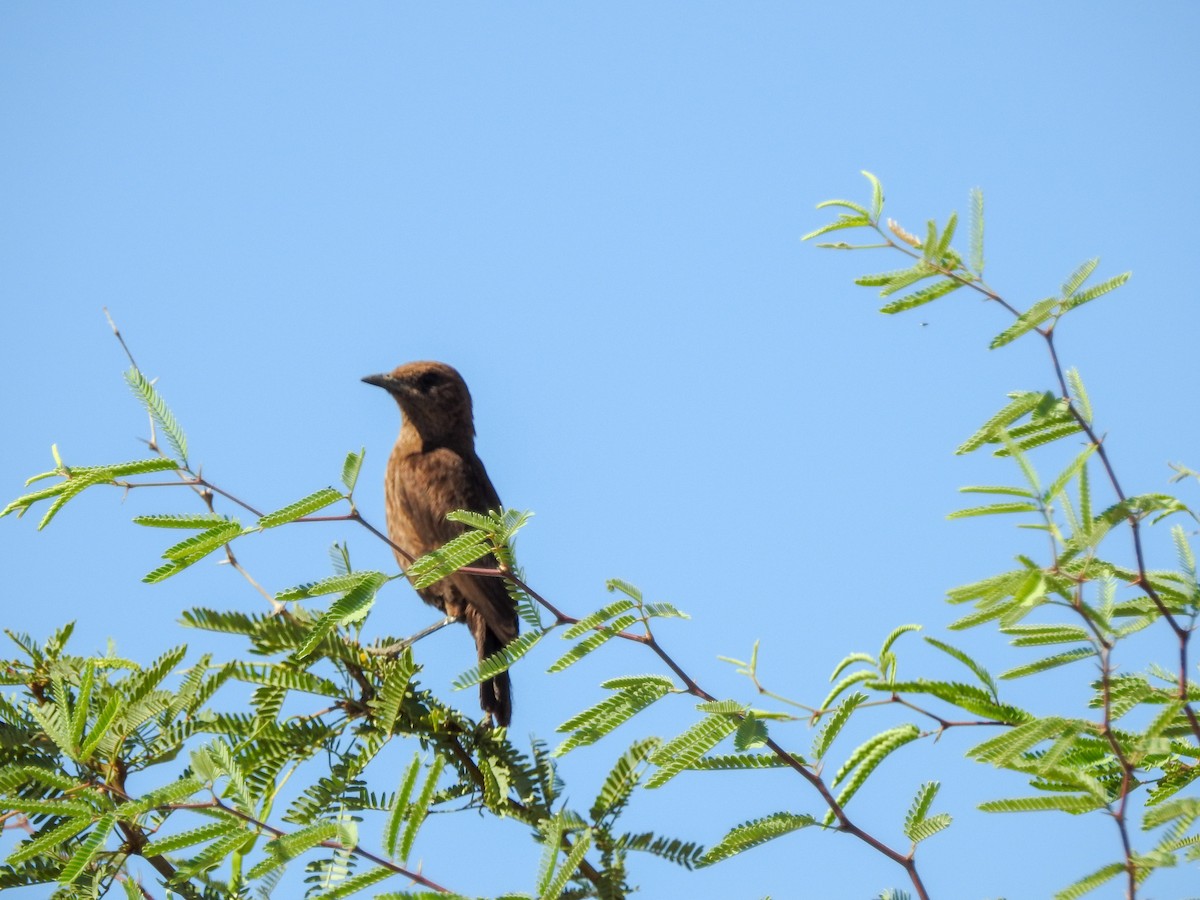 Southern Anteater-Chat - ML139970711