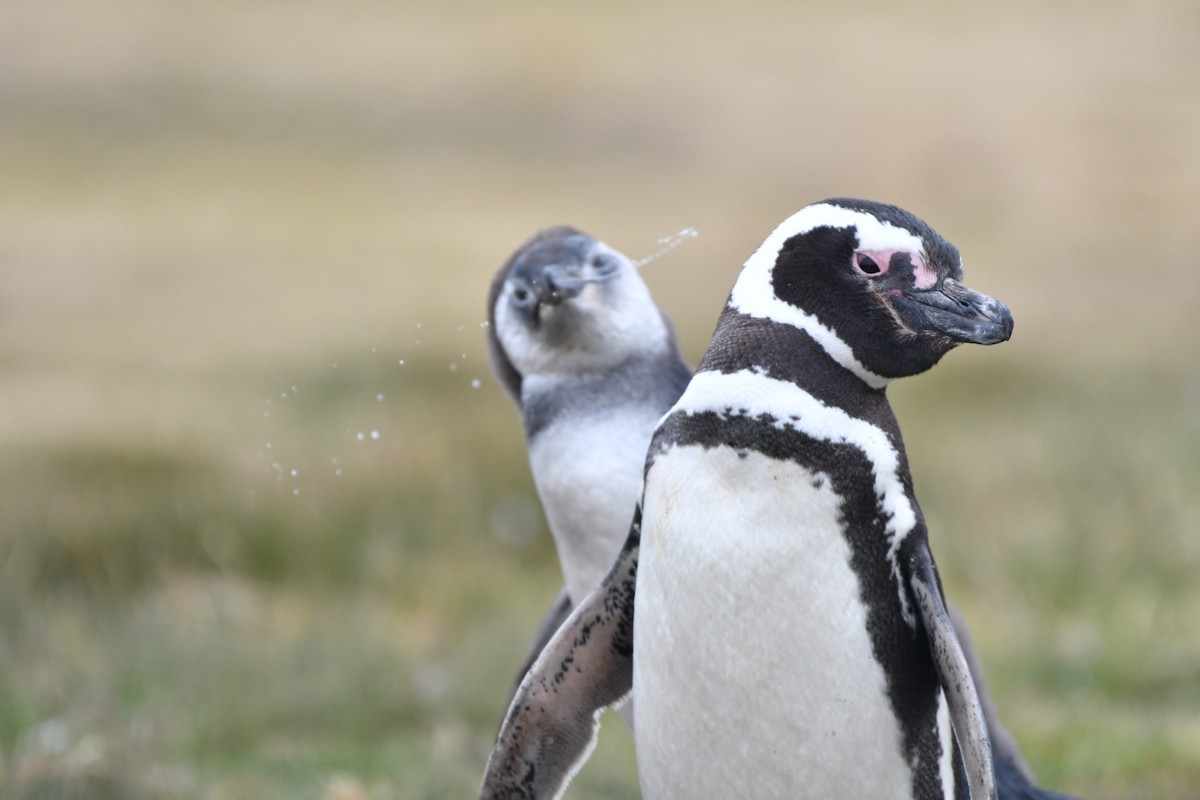 Magellanic Penguin - ML139970871