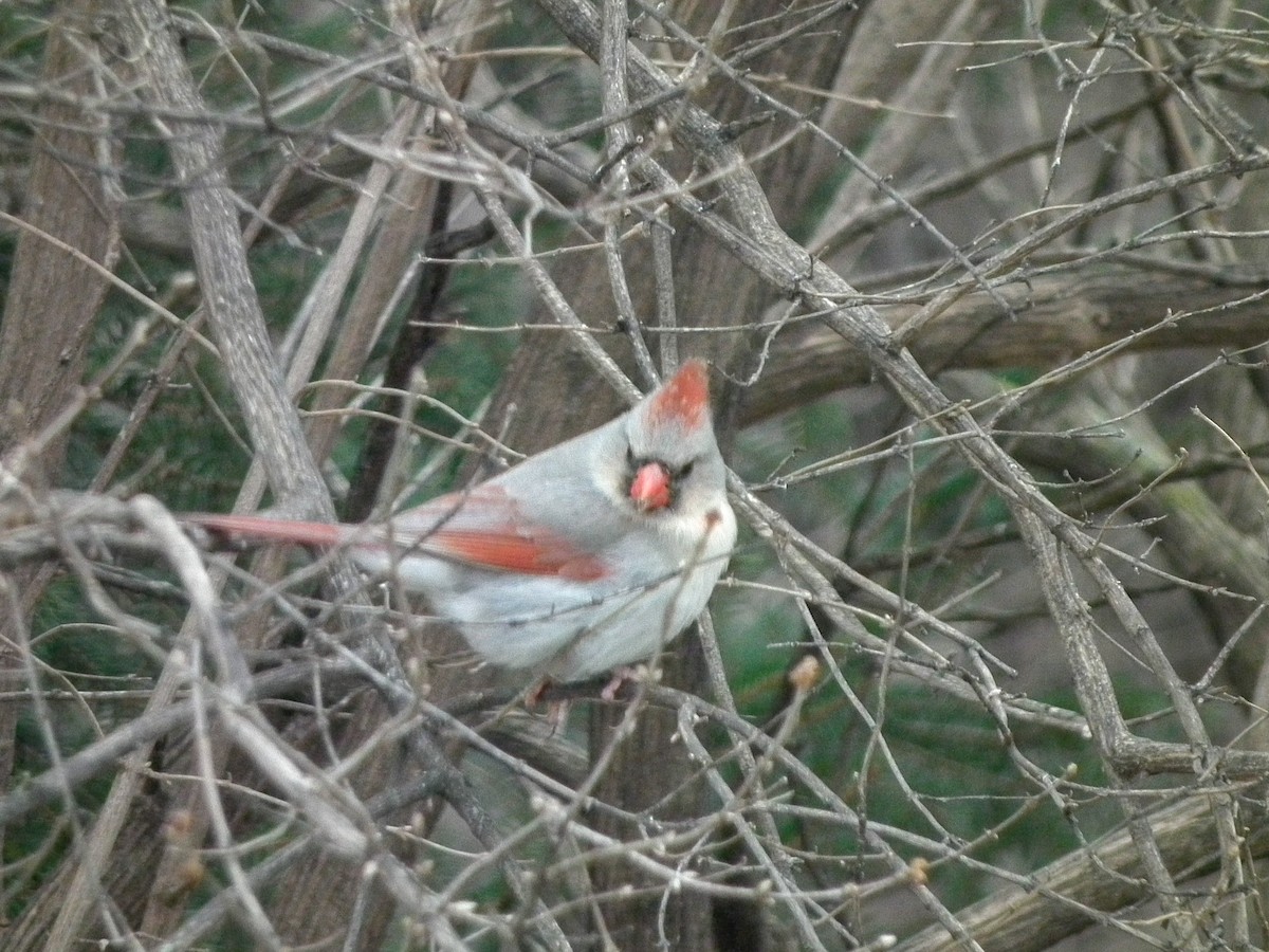 Northern Cardinal - ML139970881