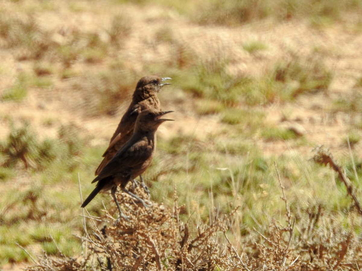 Southern Anteater-Chat - ML139971271