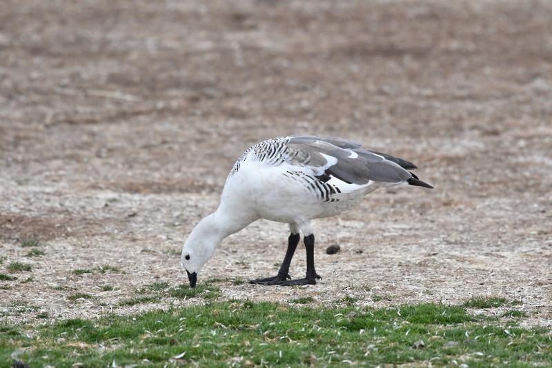 Upland Goose - ML139972171