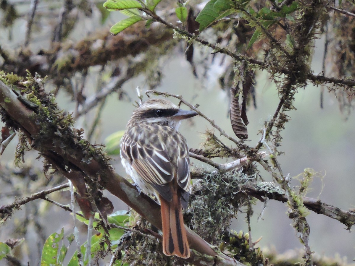 Streaked Flycatcher - ML139972781