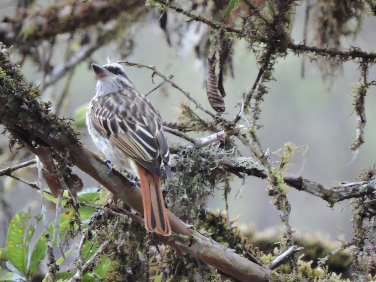 Streaked Flycatcher - ML139972791