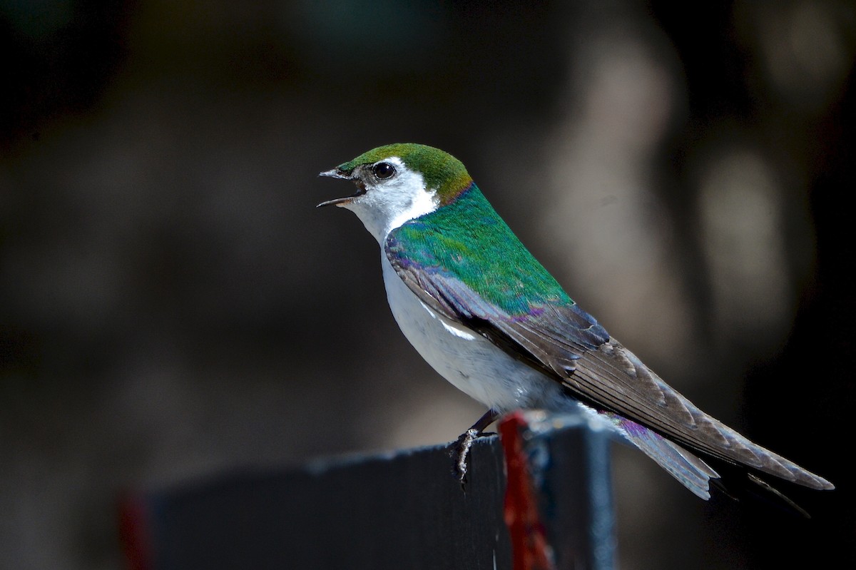 Violet-green Swallow - ML139972811