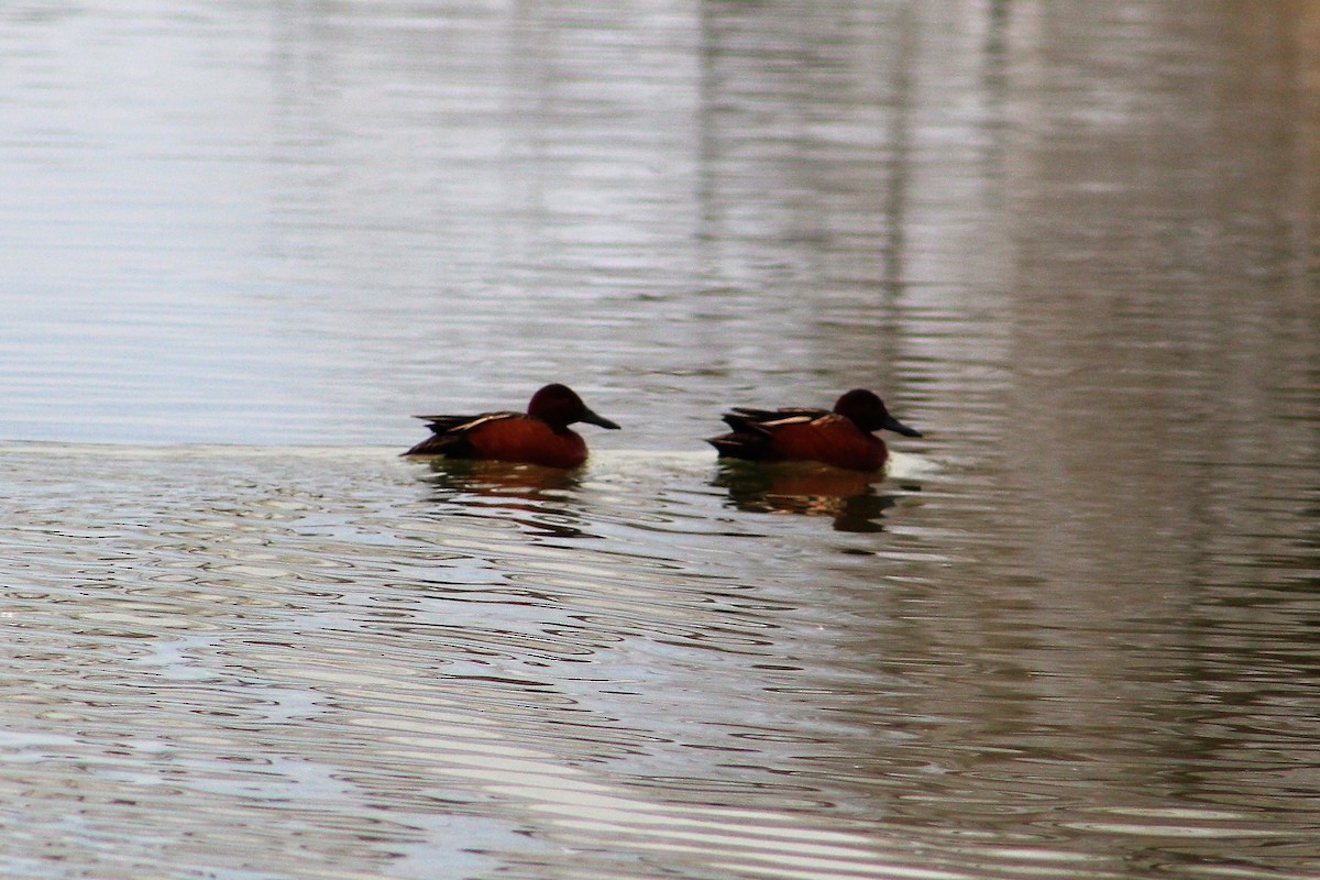 Cinnamon Teal - ML139972981