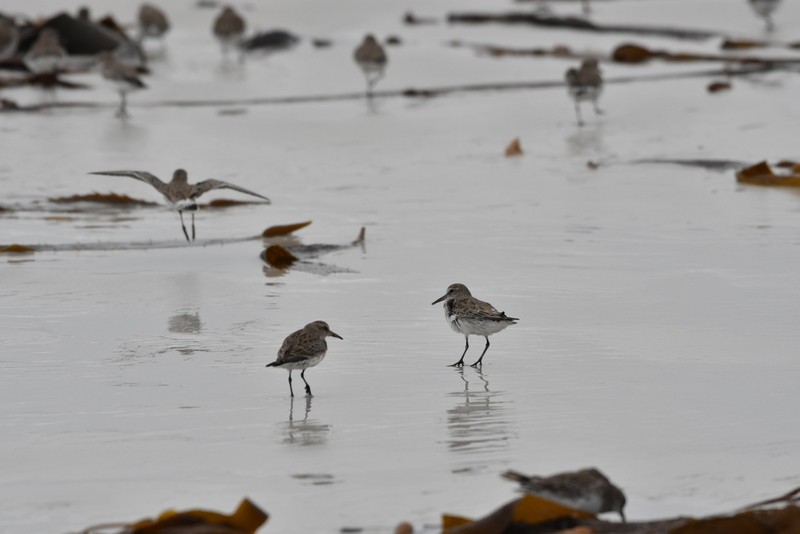 White-rumped Sandpiper - ML139973181