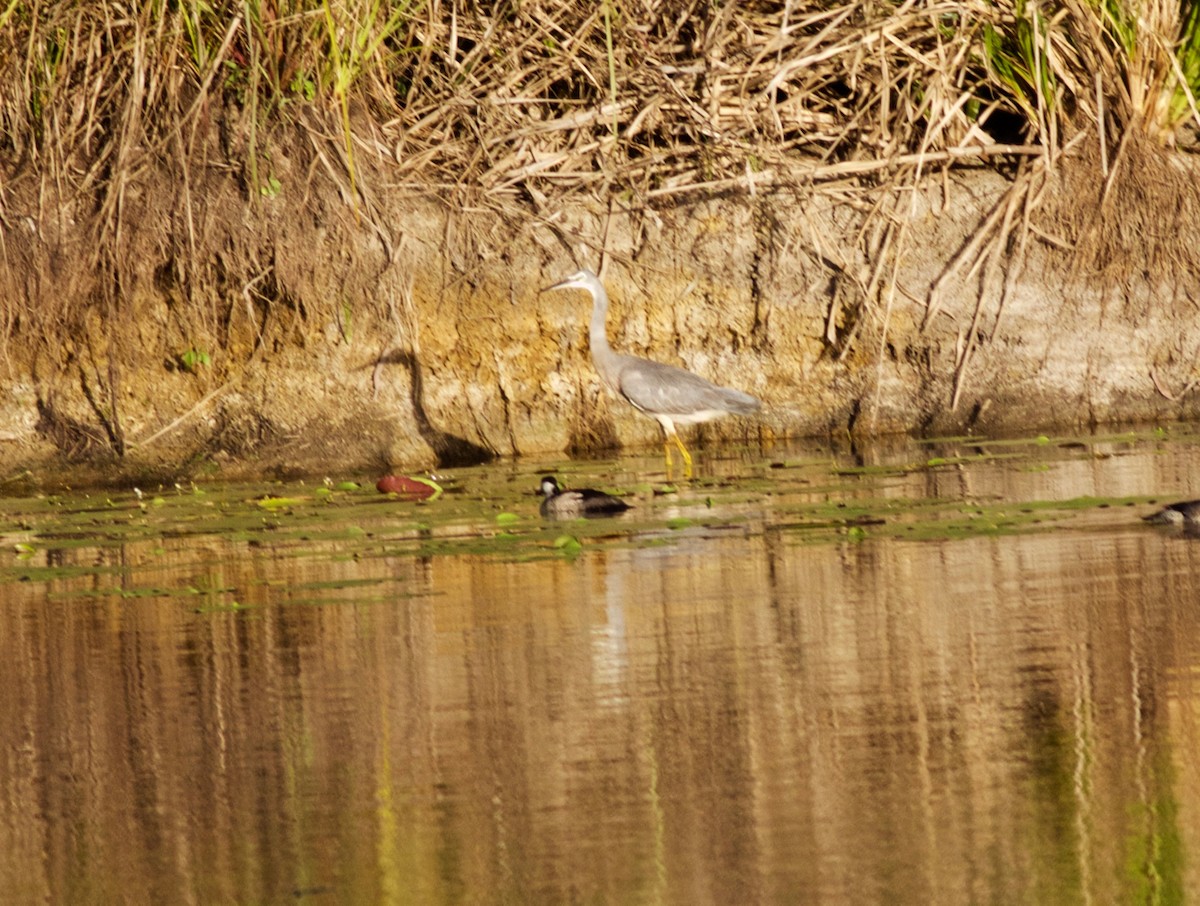 White-faced Heron - ML139973331