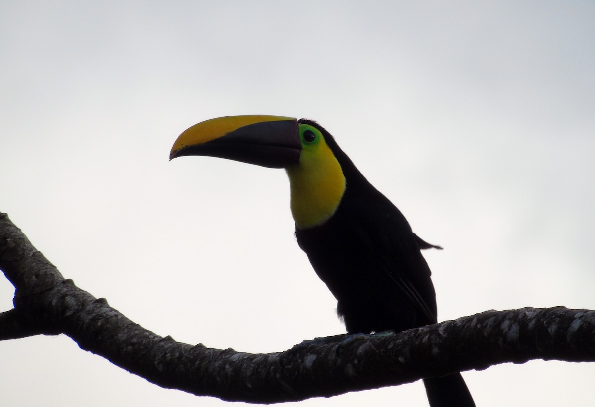 Yellow-throated Toucan - Anthony Hernandez