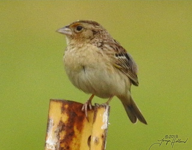 Grasshopper Sparrow - ML139973701