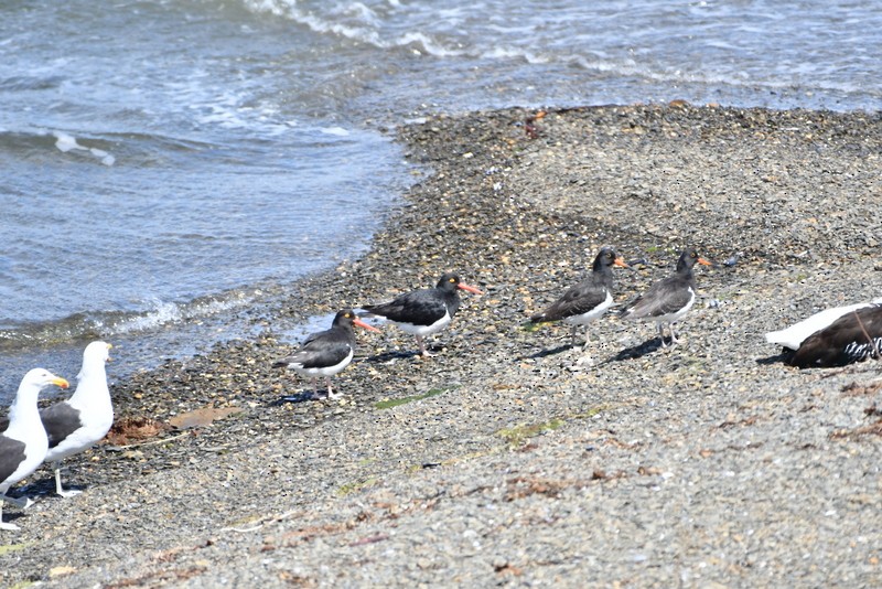 Magellanic Oystercatcher - ML139974171