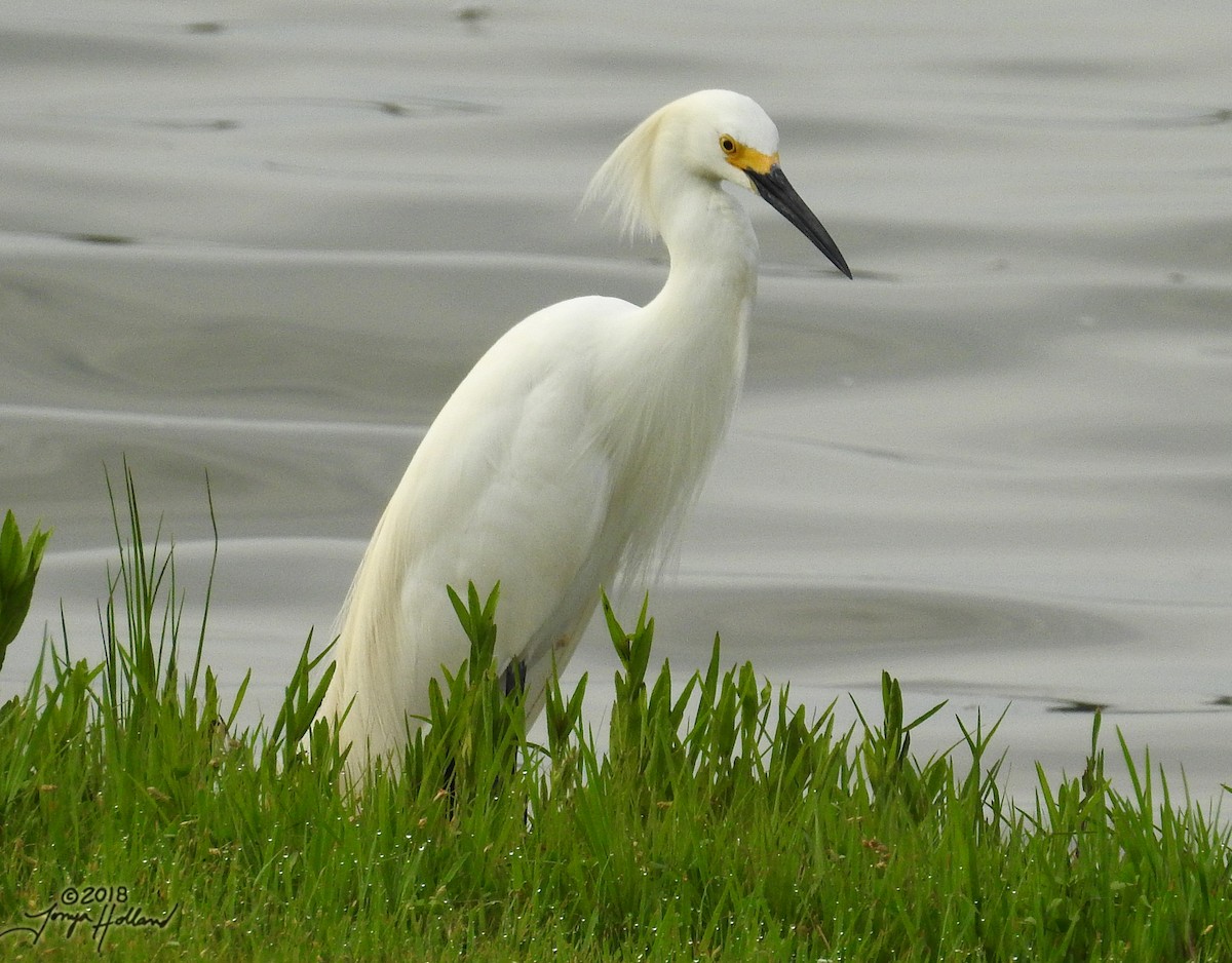 Snowy Egret - ML139974361