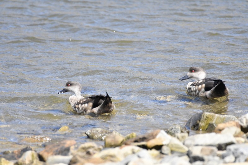 Crested Duck - ML139974591