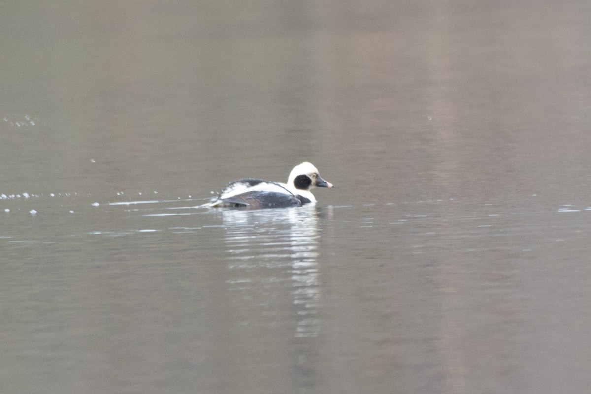 Long-tailed Duck - ML139975351