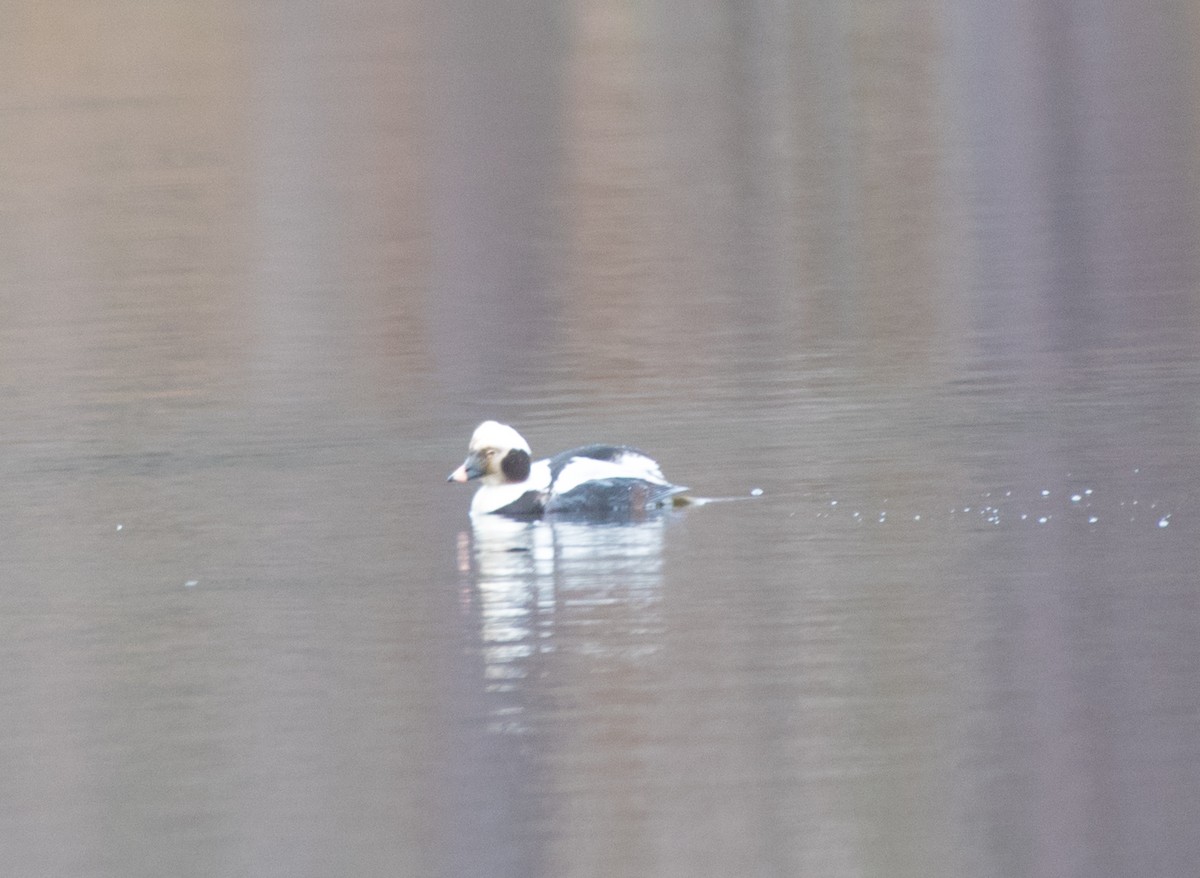 Long-tailed Duck - ML139975361
