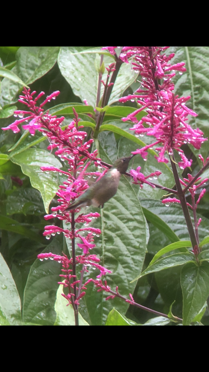 Ruby-throated Hummingbird - Lori Mathis