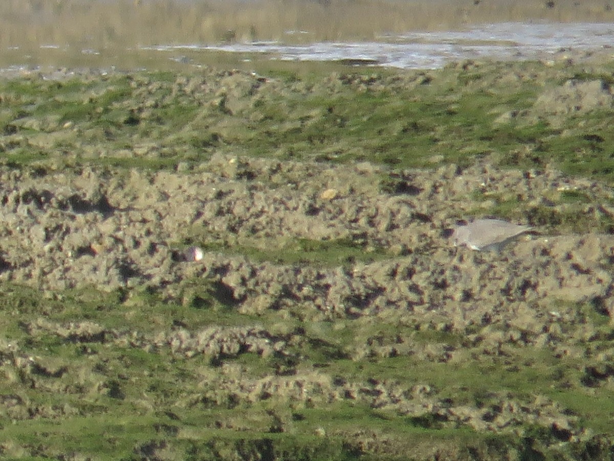 Temminck's Stint - Pedro Ramalho