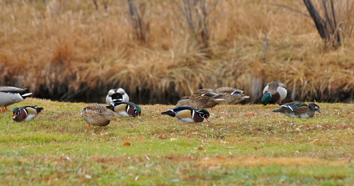 Wood Duck - ML139976371