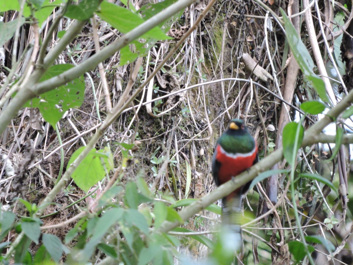 Collared Trogon - ML139976751