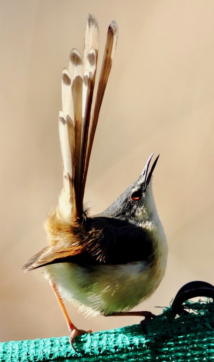 Ashy Prinia - Ains Priestman