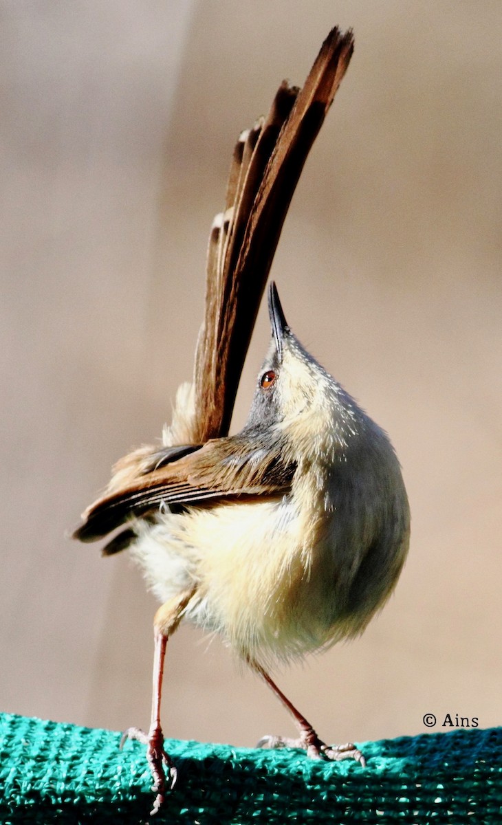 Ashy Prinia - Ains Priestman