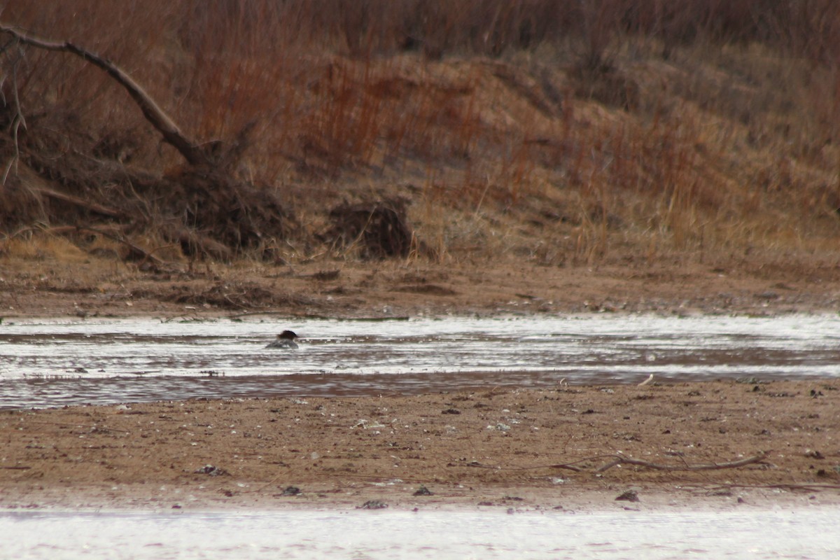 Common Merganser - David Lerwill