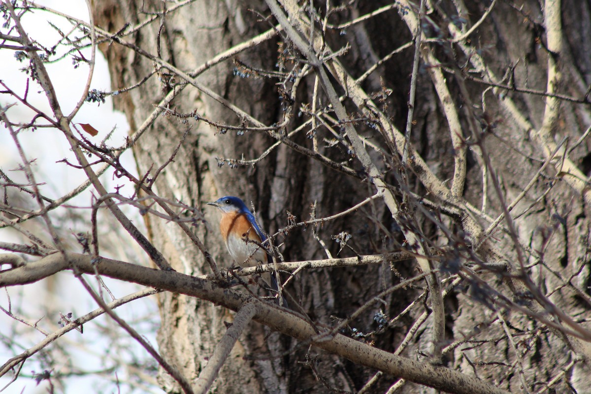 Eastern Bluebird - David Lerwill